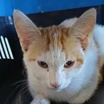 Znaleziono kota