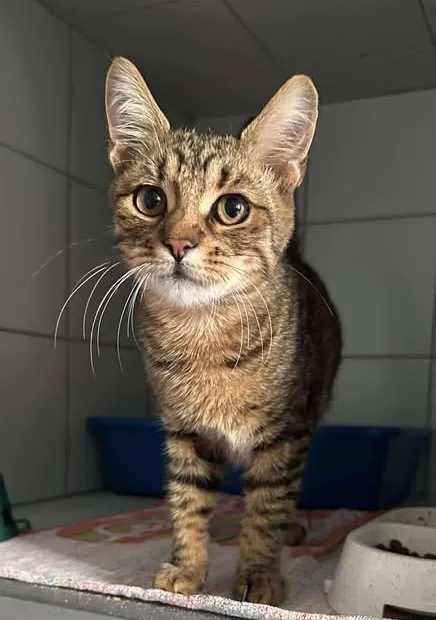 Znaleziono kota, Lublin, 14 sierpnia 2025