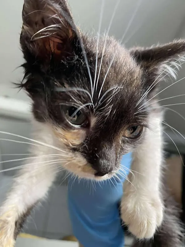 Znaleziono kota, Lublin, 16 sierpnia 2025