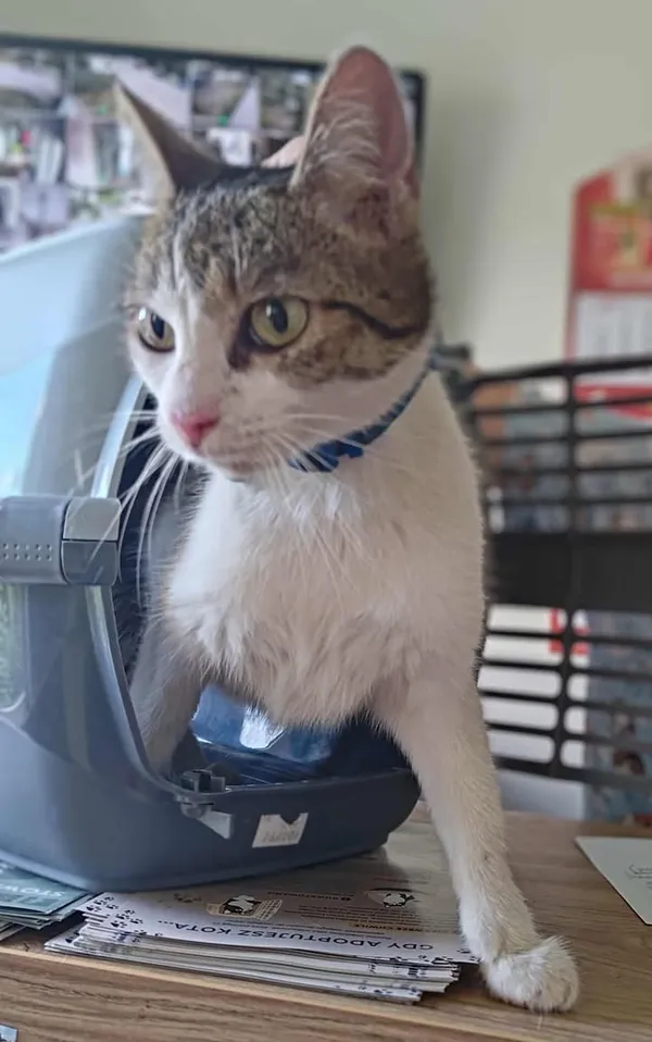 Znaleziono kota, Lublin, 17 sierpnia 2025