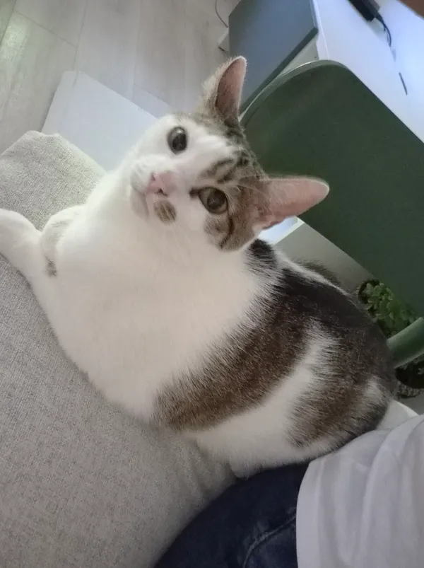 Zaginął kot, Gdańsk, Wyspa Sobieszewska, 18 sierpnia 2025