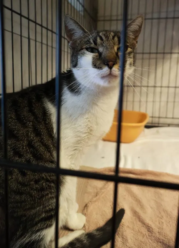 Znaleziono kota, Łódź, 18 sierpnia 2025 (1/4)