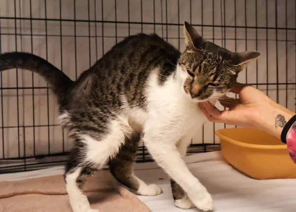 Znaleziono kota, Łódź, 18 sierpnia 2025 (3/4)