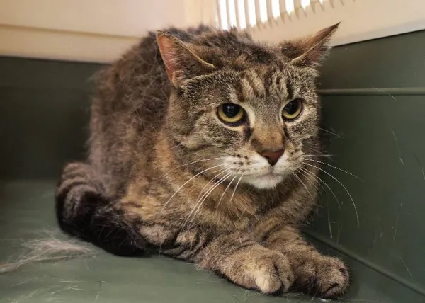 Znaleziono kota, Łódź, 18 sierpnia 2025 (1/3)