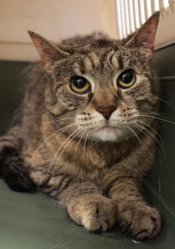 Znaleziono kota, Łódź, 18 sierpnia 2025 (2/3)