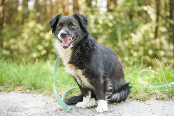 Pies do adopcji, Nowodwór, 18 sierpnia 2025 (1/5)