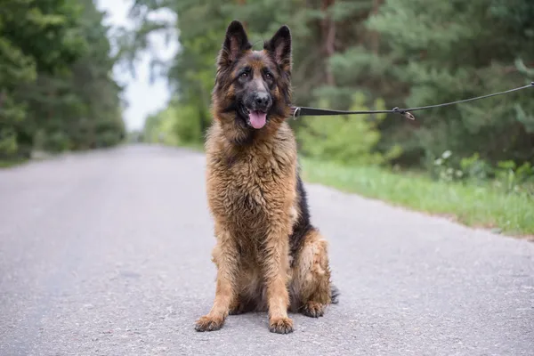 Pies do adopcji, Nowodwór, 18 sierpnia 2025 (2/5)