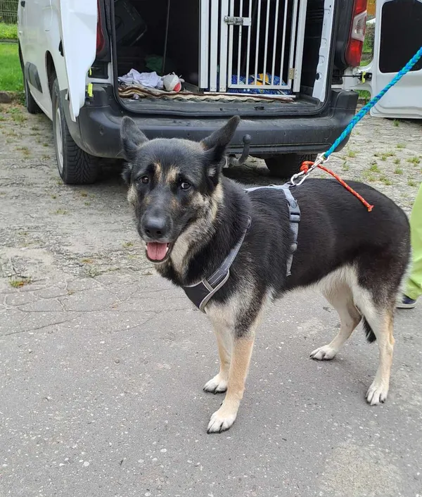 Znaleziono psa, Olsztyn, 18 sierpnia 2025