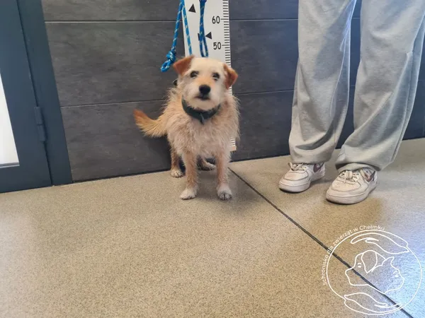 Znaleziono psa, Chełmek, 16 sierpnia 2025