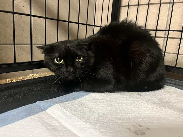 Znaleziono kota, Bydgoszcz, 13 sierpnia 2025