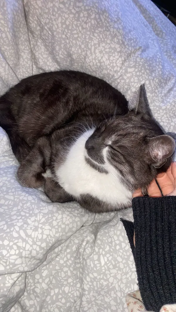 Zaginął kot, Jaworzno, Pechnik, 19 sierpnia 2025 (4/5)