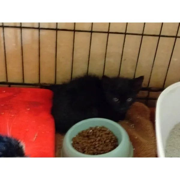 Znaleziono kota, Białystok, 15 lipca 2025