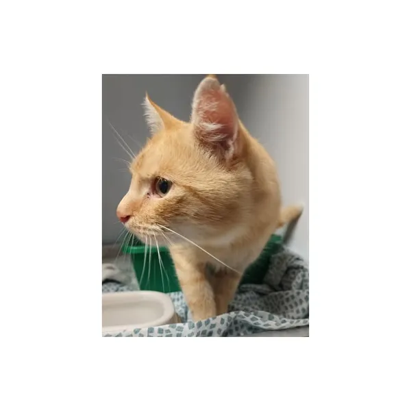 Znaleziono kota, Białystok, 11 sierpnia 2025