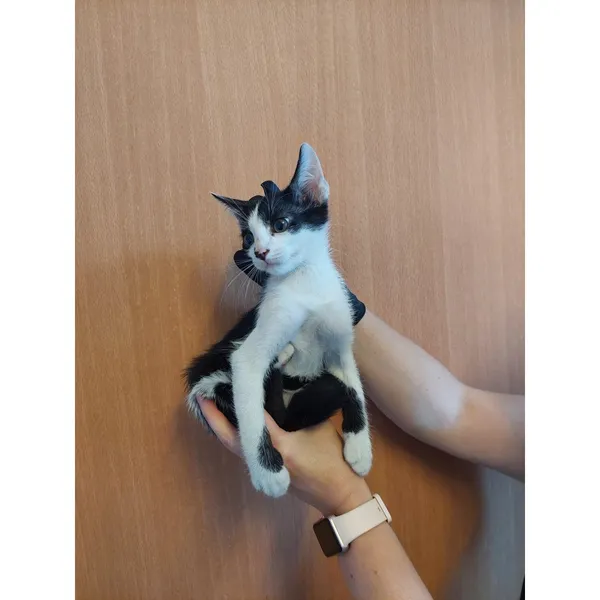 Znaleziono kota, Białystok, 18 sierpnia 2025