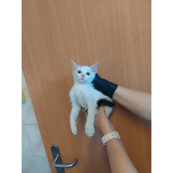 Znaleziono kota, Białystok, 18 sierpnia 2025