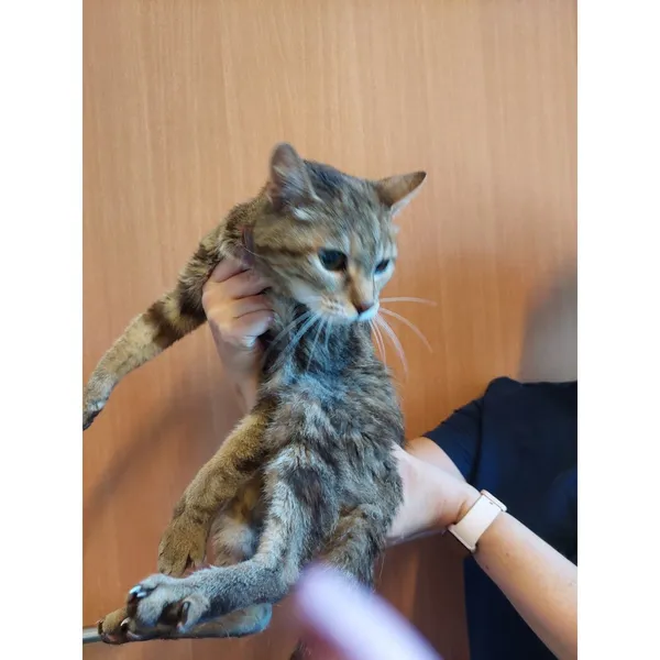 Znaleziono kota, Białystok, 18 sierpnia 2025