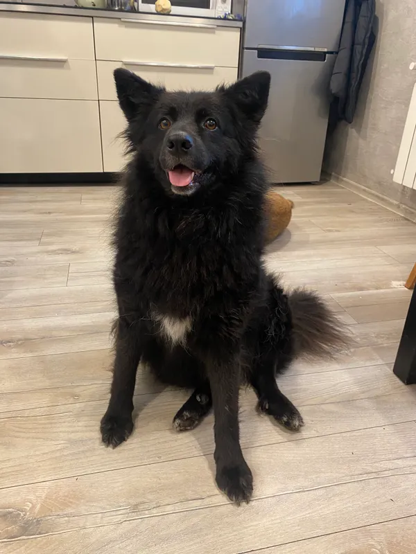 Zaginął pies, Okleśna, 19 sierpnia 2025 (1/3)