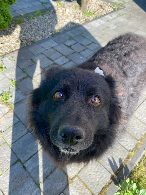 Zaginął pies, Okleśna, 19 sierpnia 2025 (2/3)