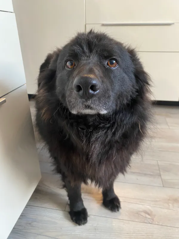 Zaginął pies, Okleśna, 19 sierpnia 2025 (3/3)