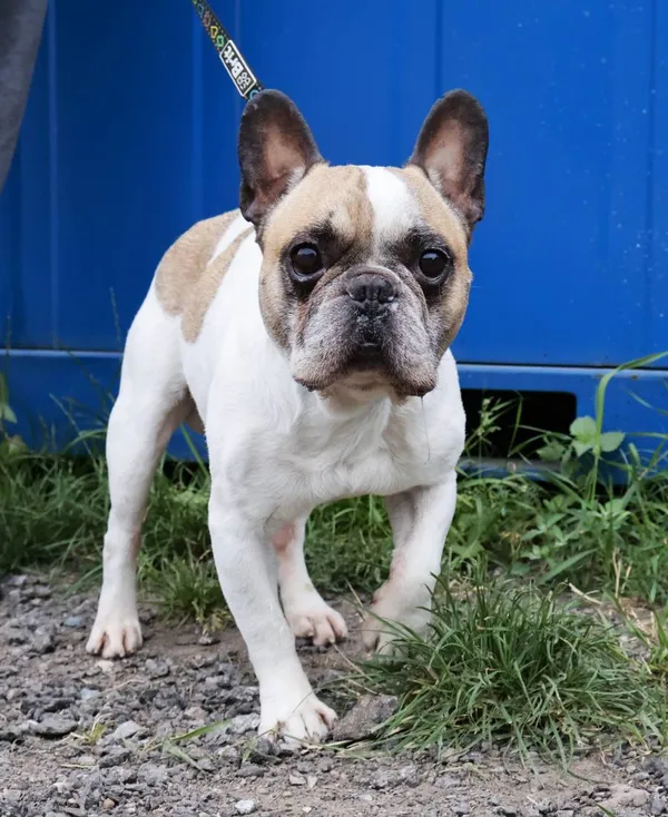 Znaleziono psa, Łódź, 18 sierpnia 2025 (2/3)