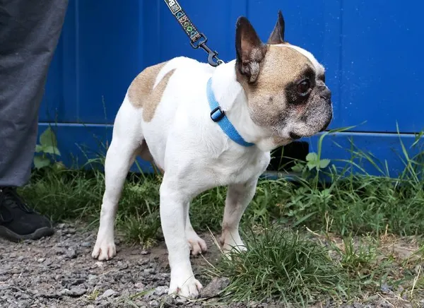 Znaleziono psa, Łódź, 18 sierpnia 2025 (3/3)