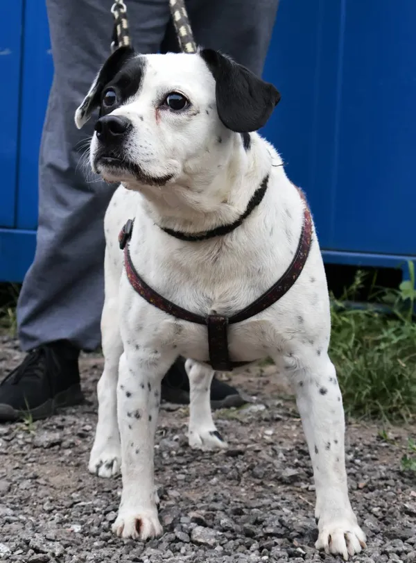 Znaleziono psa, Łódź, 17 sierpnia 2025 (2/5)