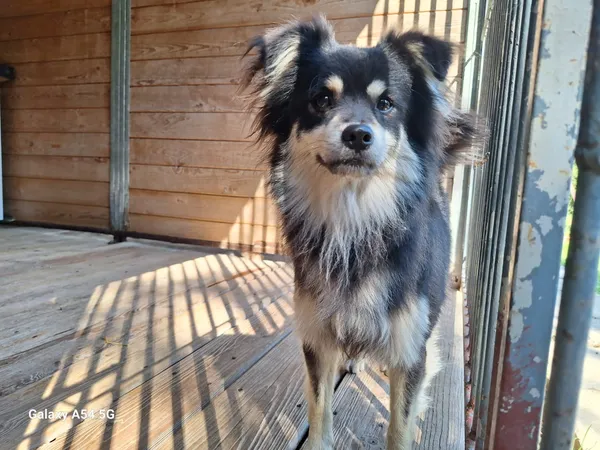 Pies do adopcji, Orzechowce, 19 sierpnia 2025 (3/5)