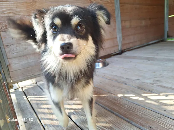 Pies do adopcji, Orzechowce, 19 sierpnia 2025 (4/5)