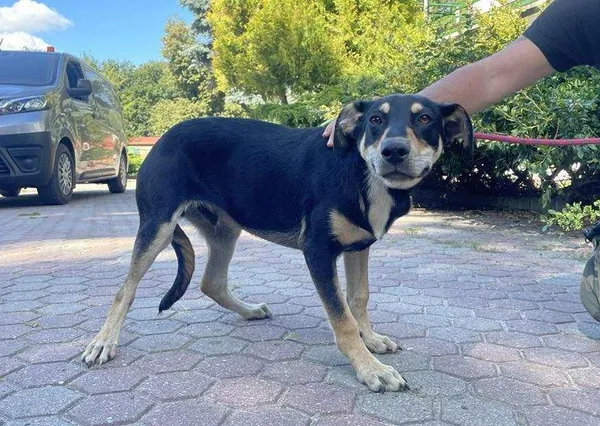 Znaleziono psa, Toruń, 19 sierpnia 2025