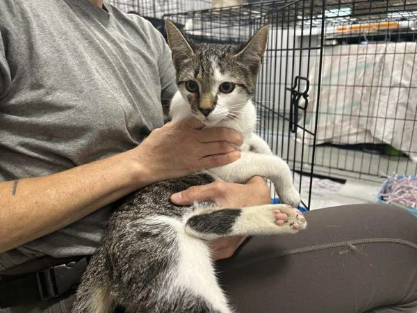 Znaleziono kota, Toruń, 18 sierpnia 2025