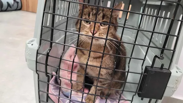 Znaleziono kota, Toruń, 18 sierpnia 2025