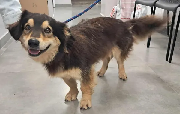 Znaleziono psa, Toruń, 17 sierpnia 2025