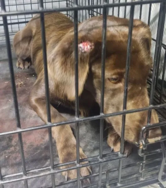 Znaleziono psa, Radom, 18 sierpnia 2025