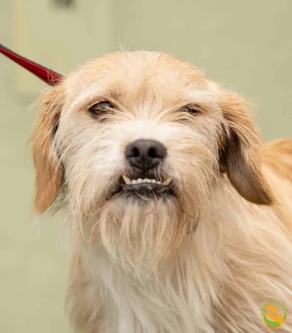 Znaleziono psa, Skałowo, 19 sierpnia 2025 (1/3)