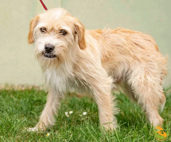 Znaleziono psa, Skałowo, 19 sierpnia 2025 (3/3)