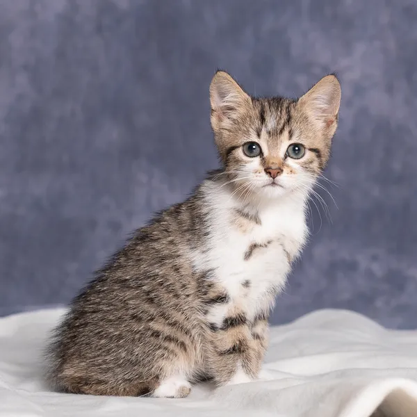 Kot do adopcji, Gdańsk, 19 sierpnia 2025