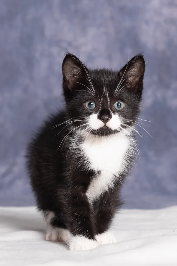 Kot do adopcji, Gdańsk, 19 sierpnia 2025