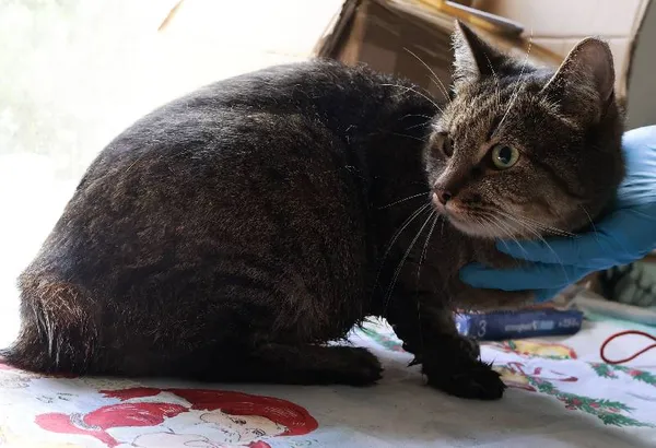 Znaleziono kota, Łódź, 18 sierpnia 2025 (1/2)