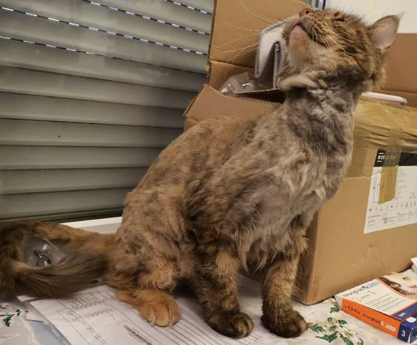 Znaleziono kota, Łódź, 18 sierpnia 2025 (1/2)