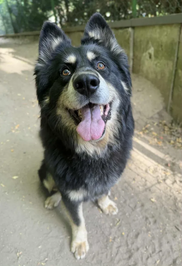 Pies do adopcji, Bydgoszcz, 19 sierpnia 2025 (3/5)