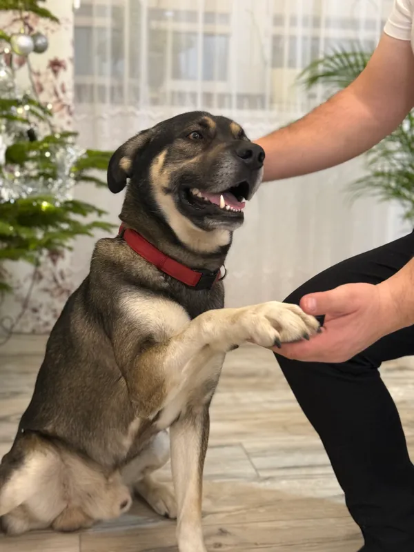 Zaginął pies, Ruszków, 20 sierpnia 2025 (1/3)