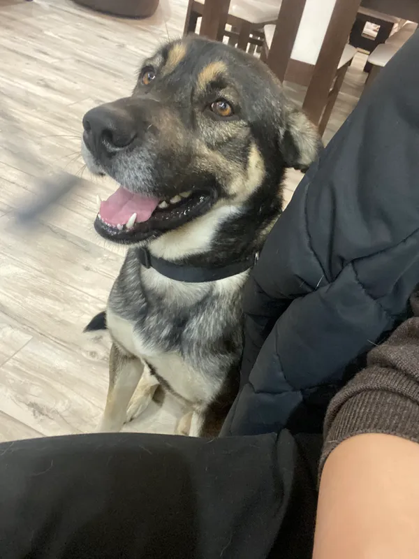 Zaginął pies, Ruszków, 20 sierpnia 2025 (3/3)