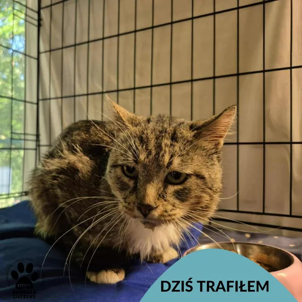 Znaleziono kota, Gdynia, 17 lipca 2025