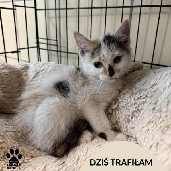 Znaleziono kota, Gdynia, 15 lipca 2025