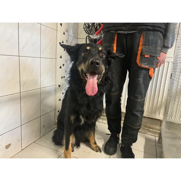 Znaleziono psa, Białystok, 4 maja 2025