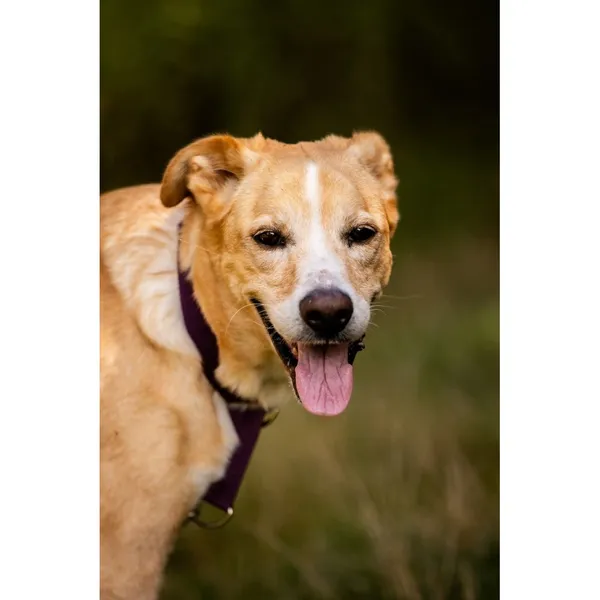 Znaleziono psa, Białystok, 9 czerwca 2025 (4/5)