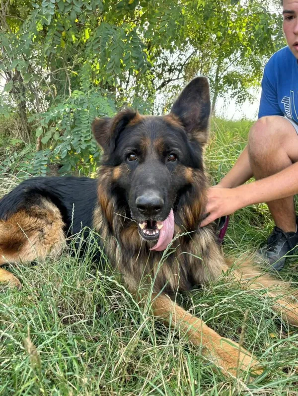 Pies do adopcji, Przyborówko, 18 sierpnia 2025 (2/3)