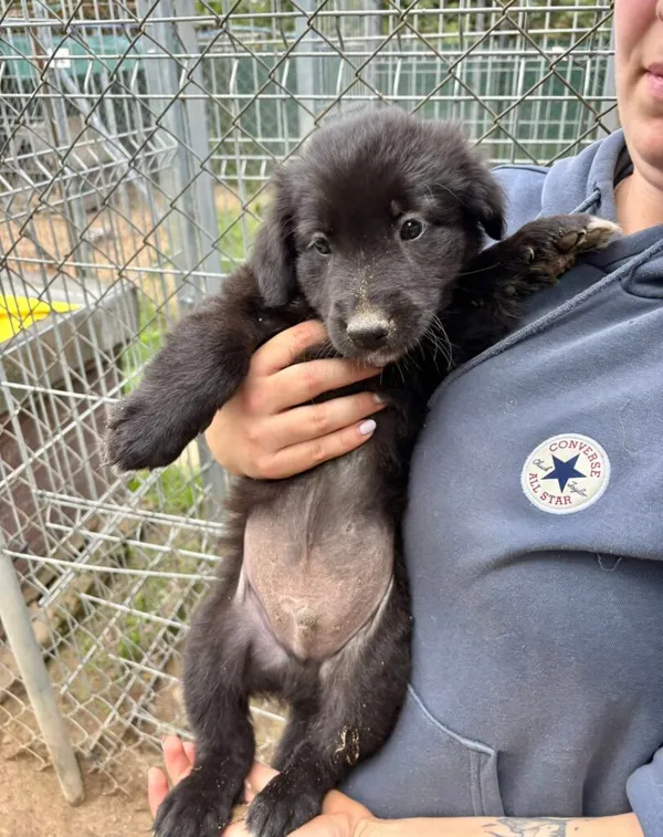 Pies do adopcji, Przyborówko, 18 sierpnia 2025 (1/3)