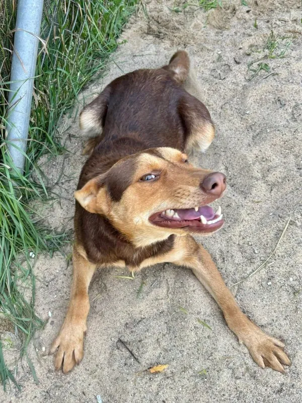 Pies do adopcji, Przyborówko, 18 sierpnia 2025 (2/3)