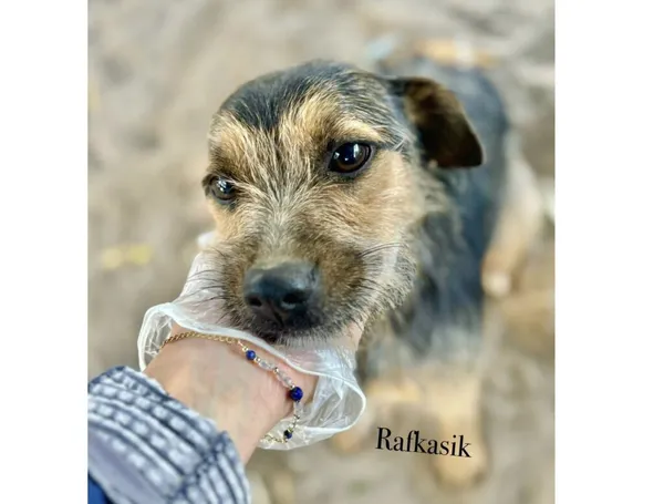 Pies do adopcji, Przyborówko, 27 października 2025 (4/4)